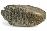 Woolly Mammoth Molar - Siberia #232726-4